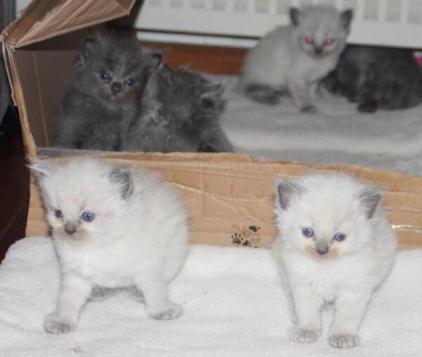Kittens_22_11_21_2_.JPG