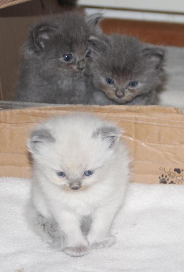 Kittens_22_11_21_4_.JPG