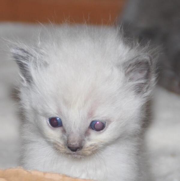 Kittens_22_11_21_5_.JPG
