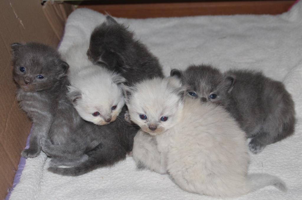 kittens_15_11_21_3_.JPG