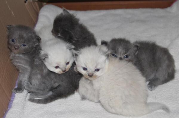 kittens_15_11_21_3_.JPG