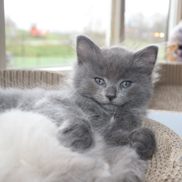 15_12_Smokey_1_.JPG