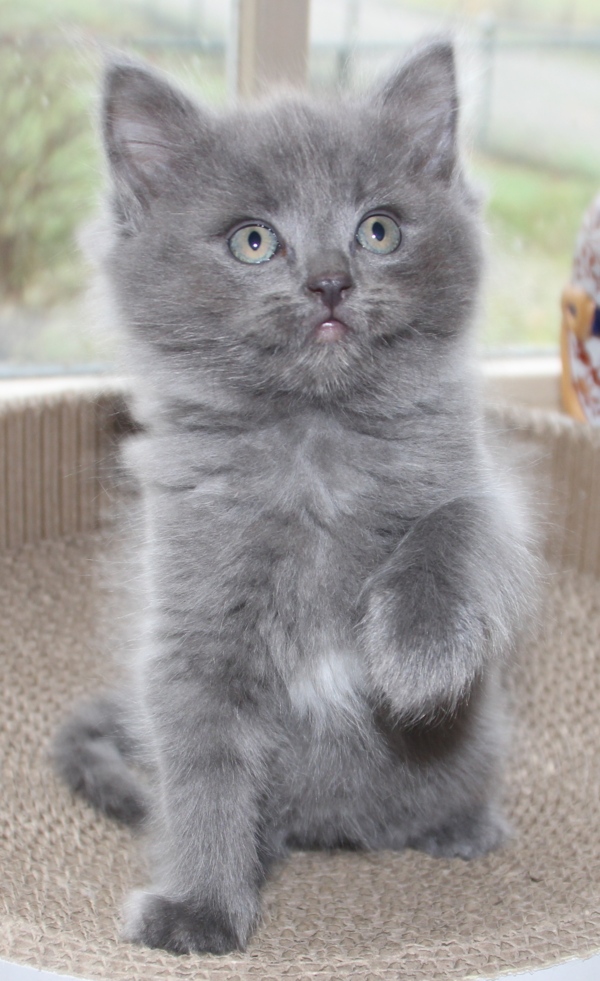 16_12_21_Smokey_3_.JPG