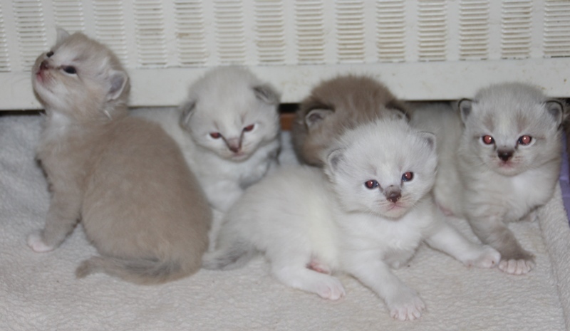 Kittens_6_1_22_2_.JPG