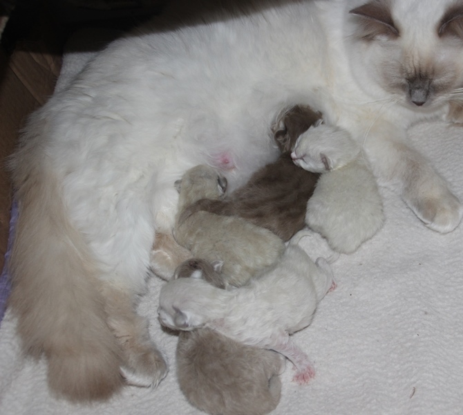 20_12_21_kittens_1_.JPG