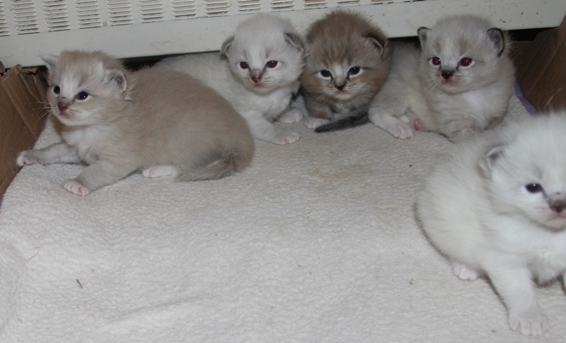 Kittens_6_1_22_6_.JPG