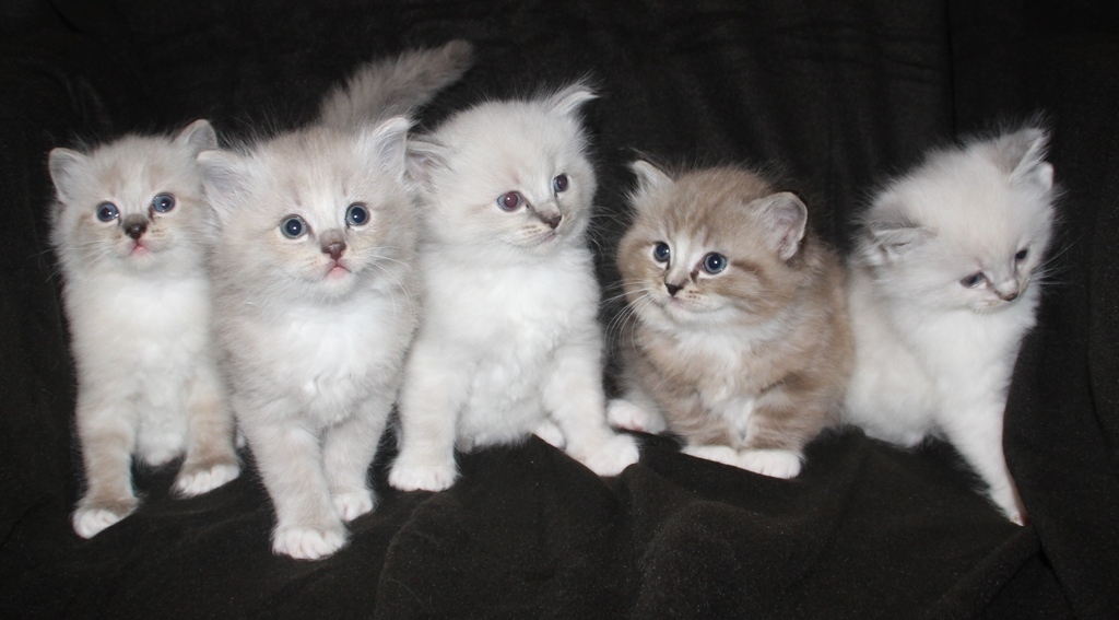 Kittens_21_1_22_4_.JPG