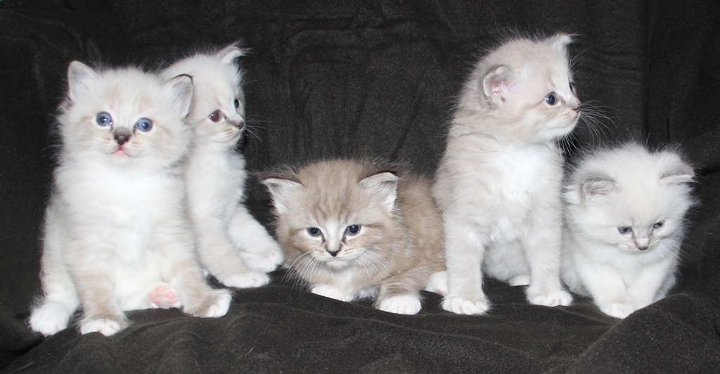 Kittens_21_1_22_5_.JPG