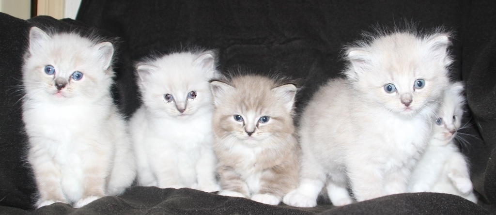 Kittens_21_1_22_1__1.JPG