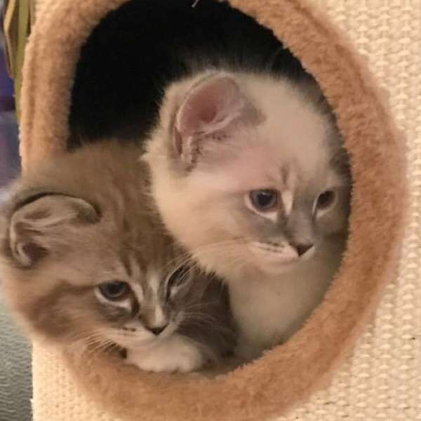 ragdoll_kittens.jpg