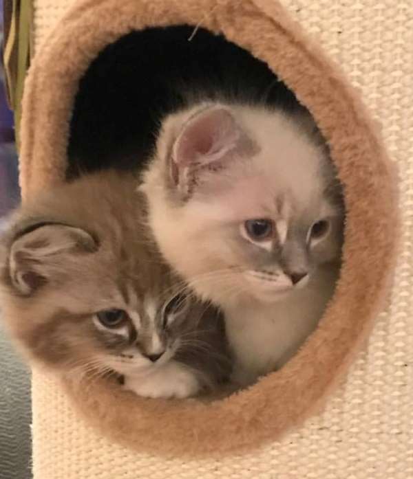 ragdoll_kittens.jpg
