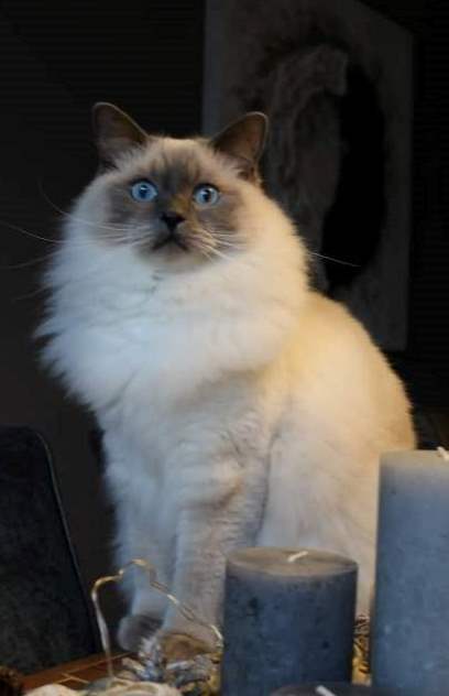 ragdoll_Levy_1_5_jaar_oud.jpg