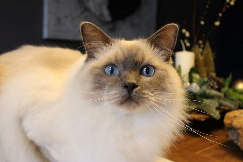 ragdoll_Levy_1_5_jaar.jpg ragdoll_Levy_1_5_jaar.jpg