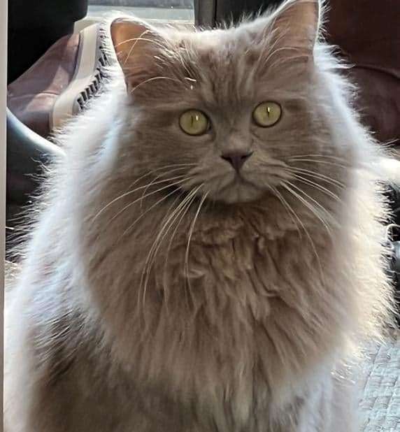 Ragdoll_Amy_Ohana_2_ja_oud_kopie.jpg
