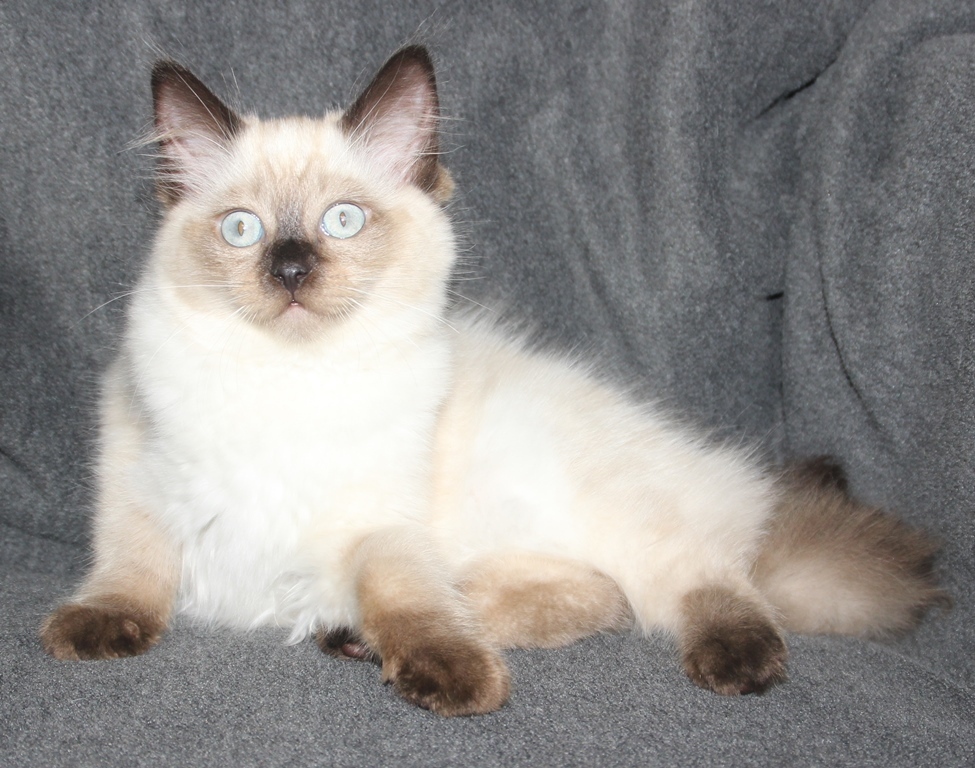 15_7_22_seal_point_poes_14_weken_oud_30_.JPG