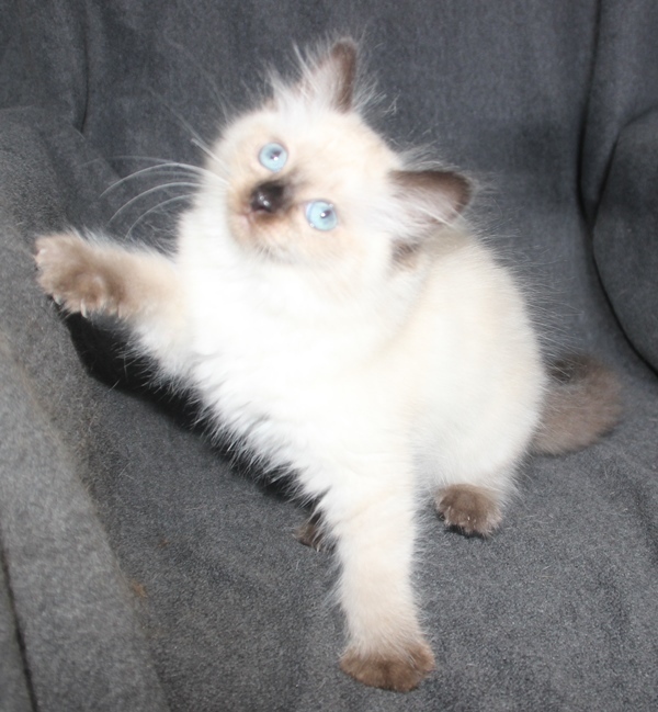 13_06_seal_point_poes_1_.JPG