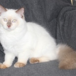 15_7_22_kater_18_weken_oud_9_.JPG