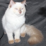 15_7_22_kater_18_weken_oud_10__1.JPG