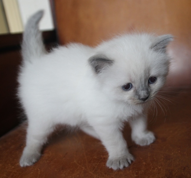 29_11_Blue_point_poes_29_dagen_oud_2_.JPG