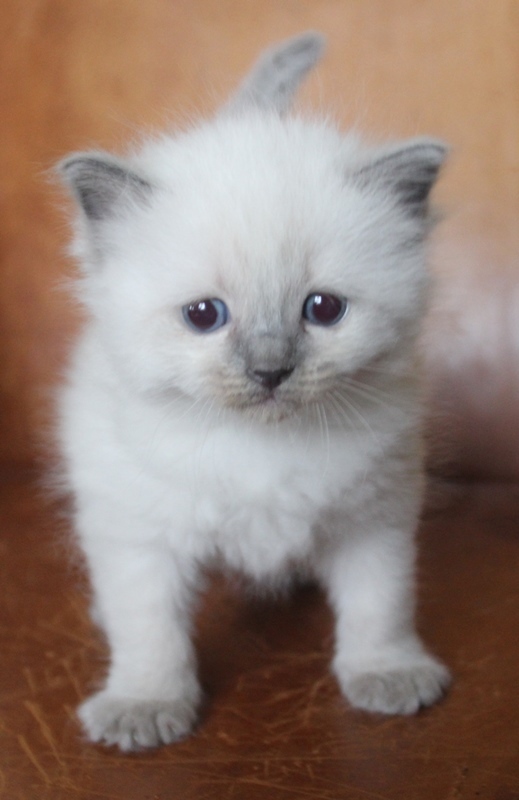 29_11_Blue_point_poes_29_dagen_oud_3_.JPG