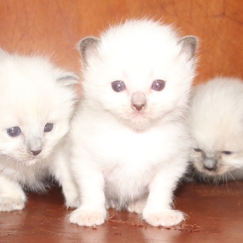 29_3_23_Victoria_kittens_1_.JPG