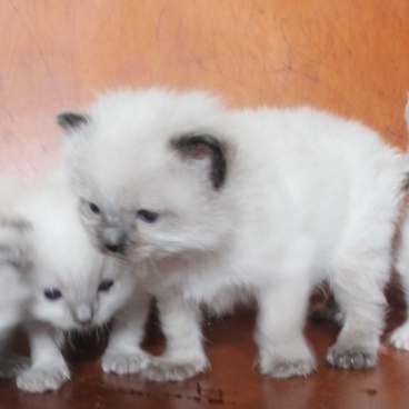 29_3_23_Victoria_kittens_3_.JPG