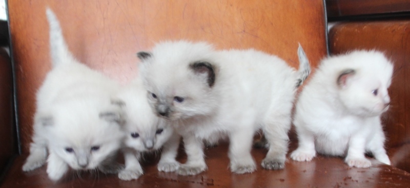 29_3_23_Victoria_kittens_3_.JPG