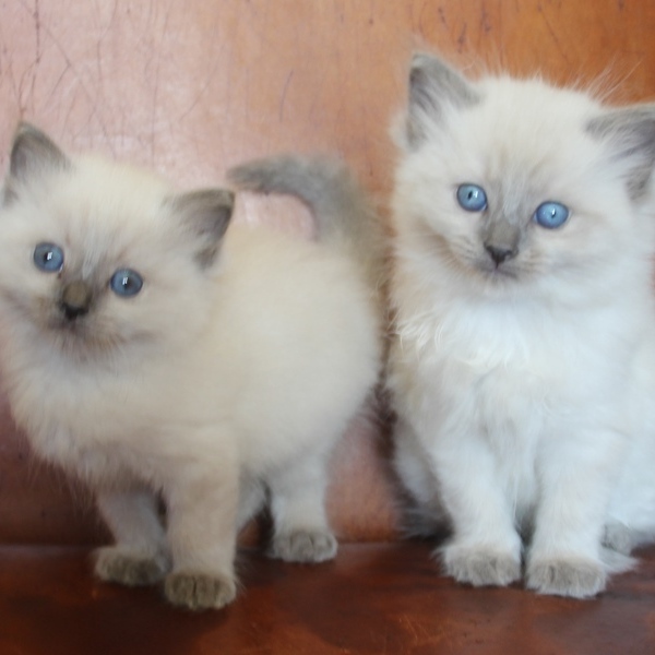 19_4_23_blue_point_katers_1_.JPG