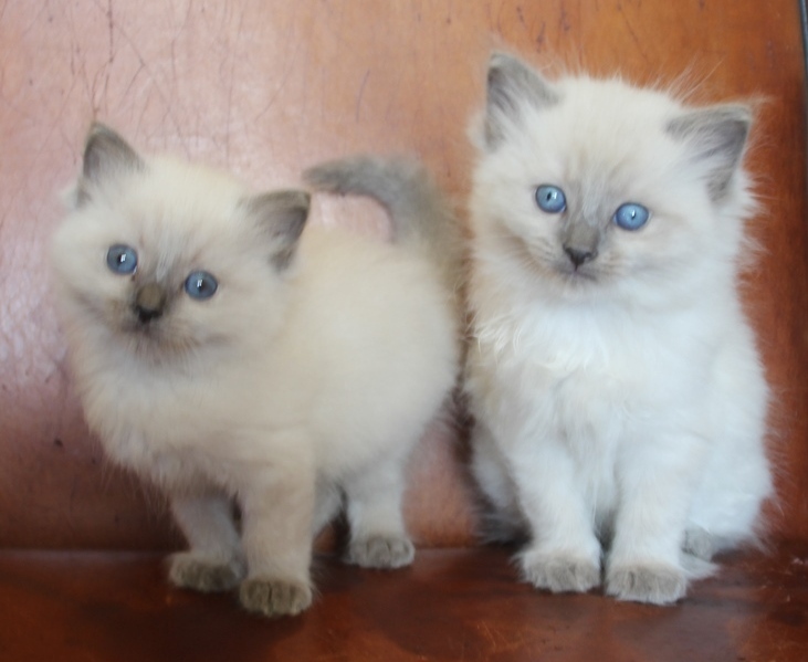 19_4_23_blue_point_katers_1_.JPG