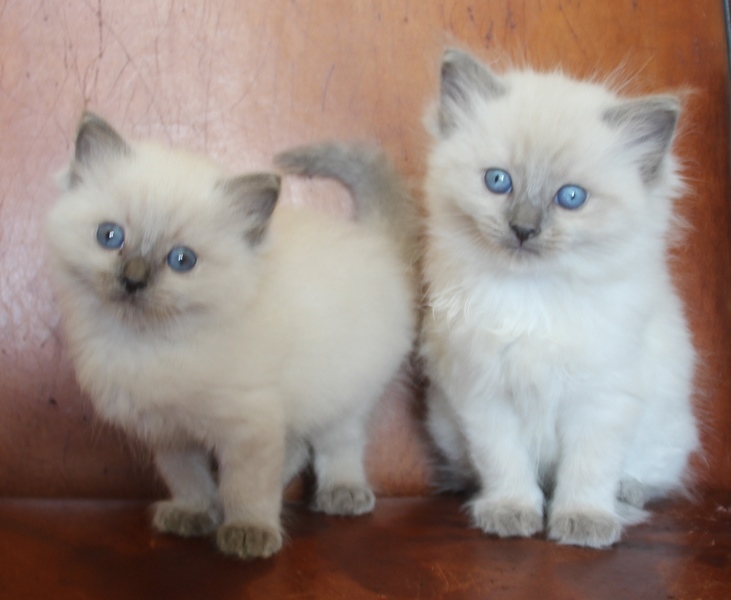 19_4_23_blue_point_katers_1_.JPG