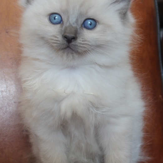 19_4_23_blue_point_katers_4_.JPG