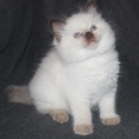 Aristocat_Jackson_16_11_23_op_stamboom.JPG