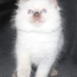 Aristocat_Jazz_16_11_23.JPG