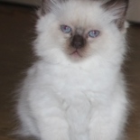 Aristocat_Jazz_17_11_23.JPG