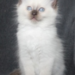 Aristocat_Momo.JPG