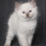 Aristocat_Teun_16_11_23_2_.JPG