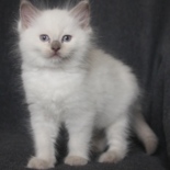 Aristocat_Teun_16_11_23_A.JPG