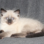 Aristocat_Toby_16_11_23_2_.JPG