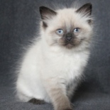 Aristocat_Toby_16_11_23_stamboom.JPG