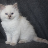 Aristocat_Tommy_17_11_23_stamboom.JPG