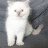 Aristocat_Twiggy_18_11_23_2_.JPG